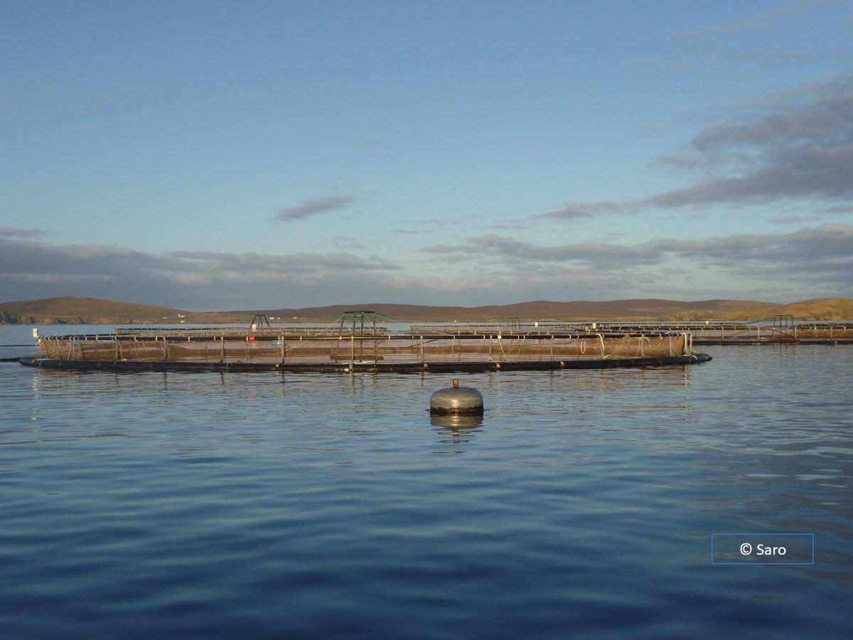 Introducing the Sustainable Aquaculture Management CPD Award