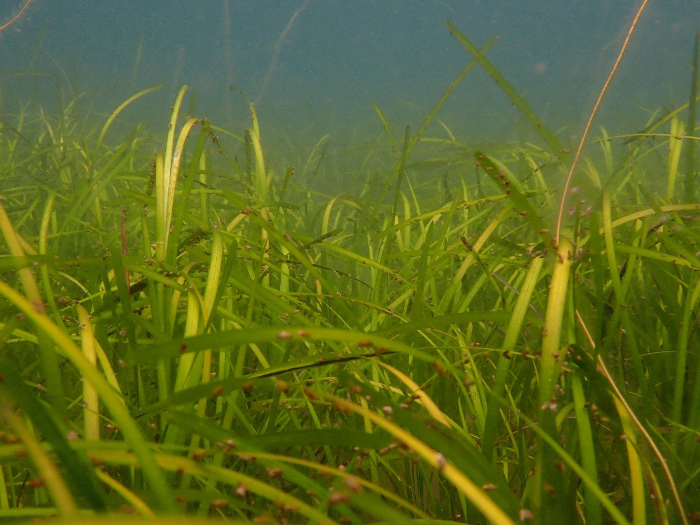 New project launched to kickstart seagrass recovery in Shetland