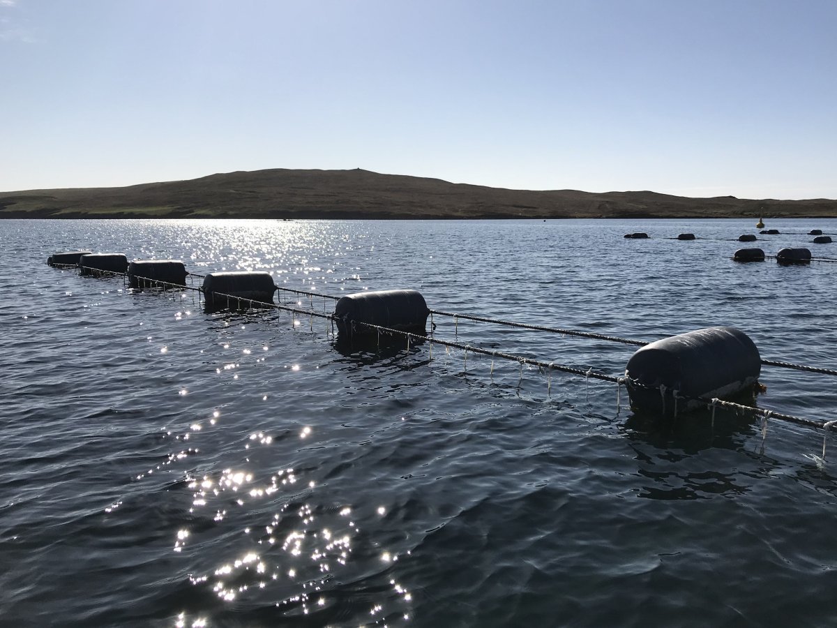A mussel farm A mussel farm