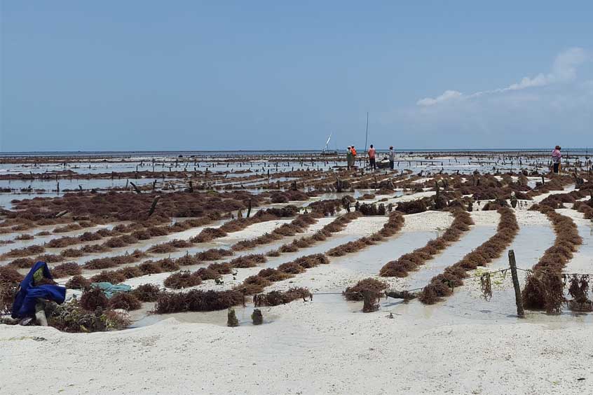 Seaweed Farm