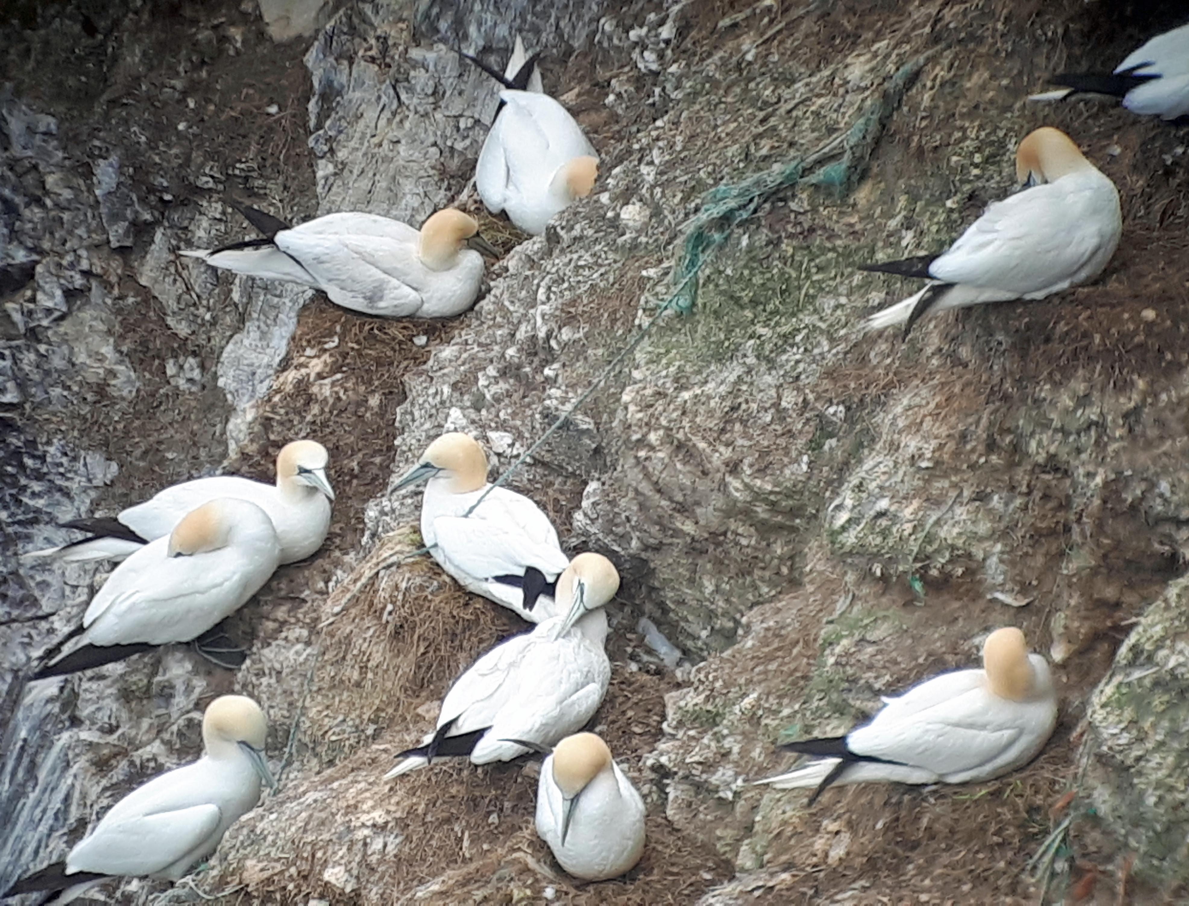 New study highlights prevalence of plastic pollution in gannet nests
