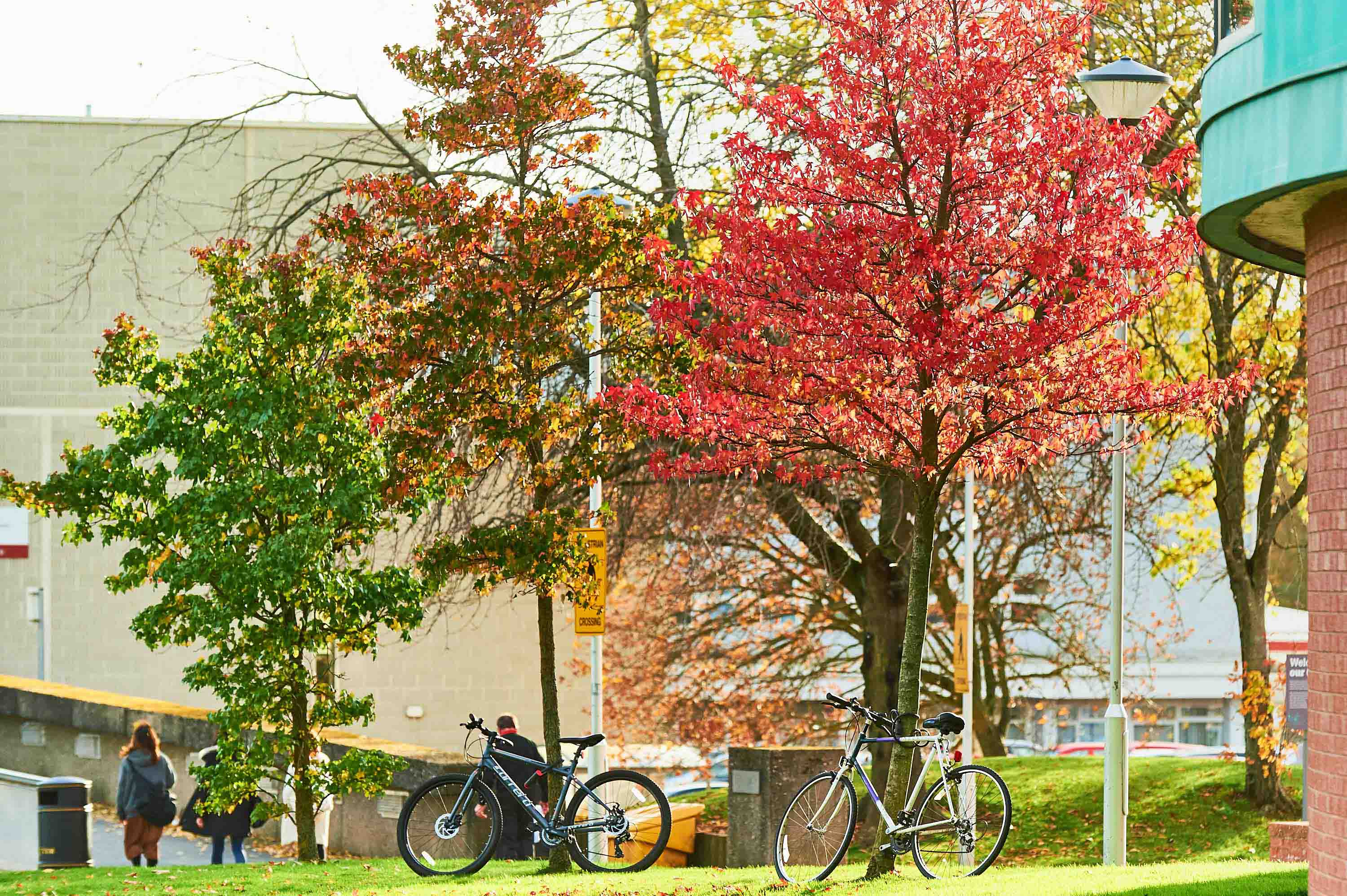 Trees and bikes at Perth College UHI