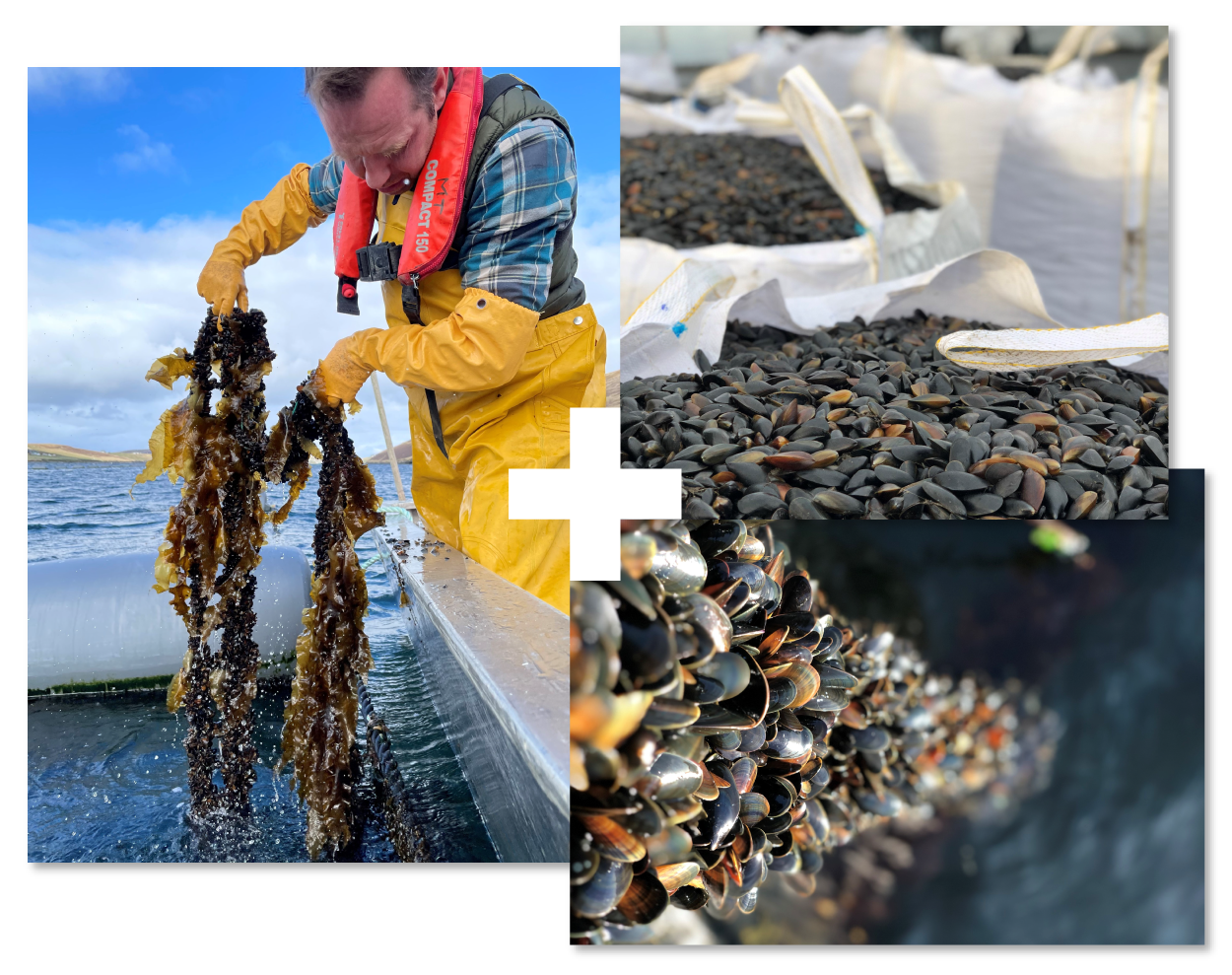 Shell-volution: £4.4M Islands Growth Deal to boost Scotland’s mussel farming sector