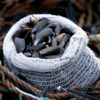 Sack of mussels