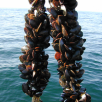 Mussels growing on rope