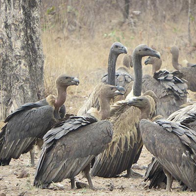 committee of vultures