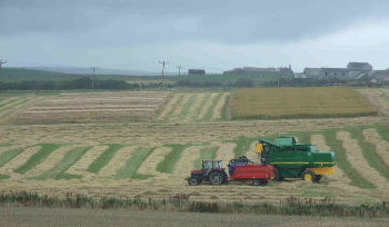 Harvesting Bere, with RESAS trials in the background
