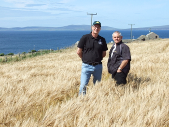 A field of Tartan barley being grown in Orkney for Highland Park distillery